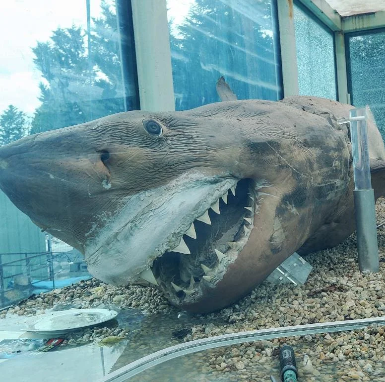 Raiders of the Lost Shark