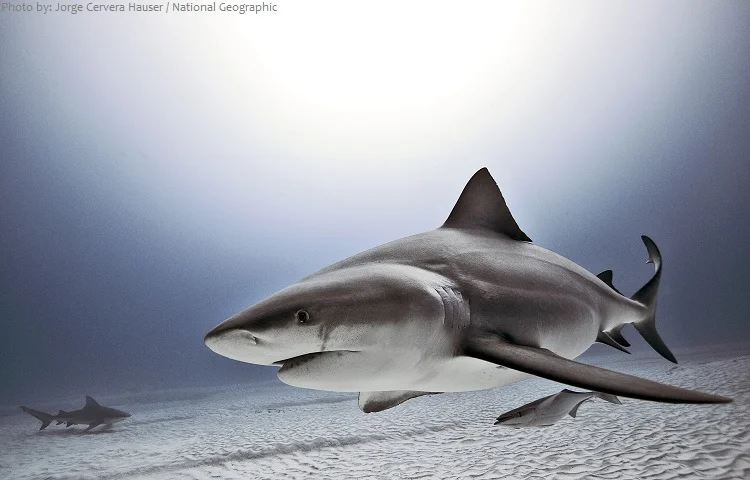 Bull sharks, as well as Thresher, Bonnethead and Nurse sharks are common in Tampa waters