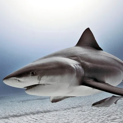 Idiot Who Dragged Shark Behind Boat Gets Sentenced To Just 10 Days In Jail