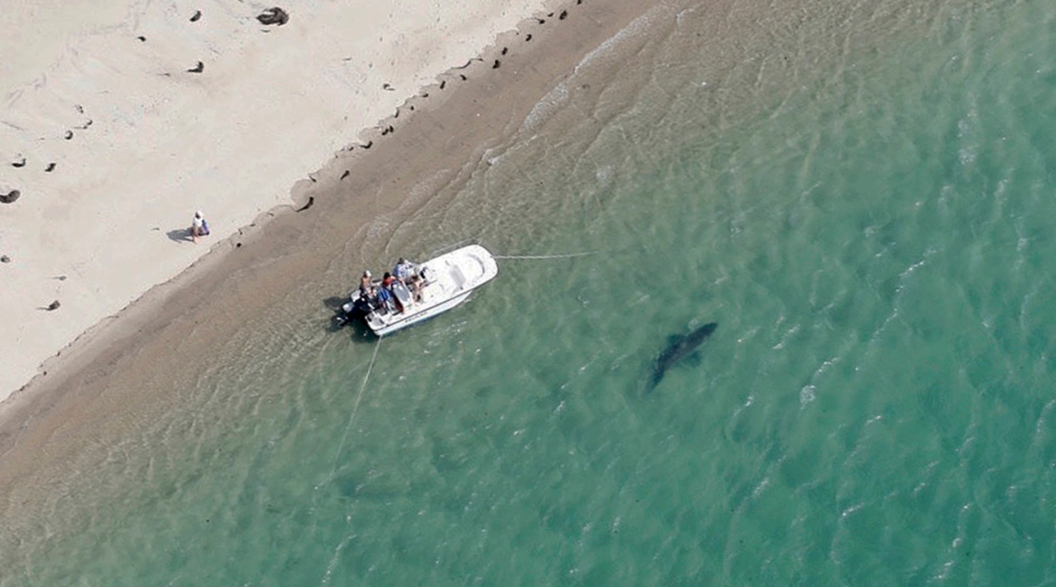 Is Cape Cod becoming the real life Amity Island?