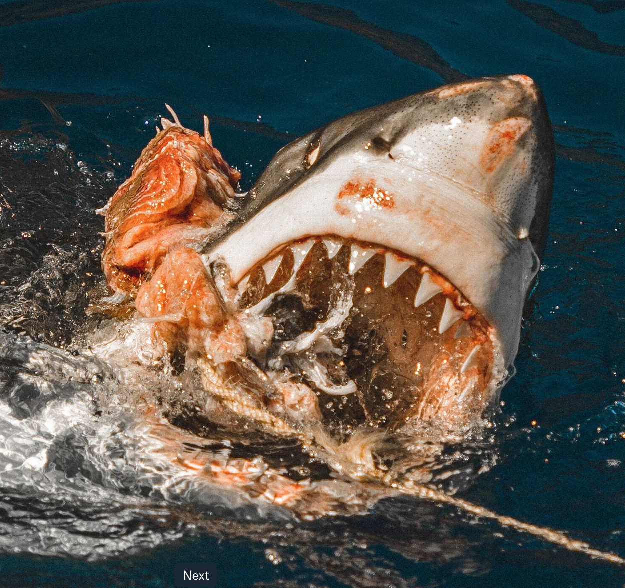 Нападения рыба. Людоед акула кархародон.