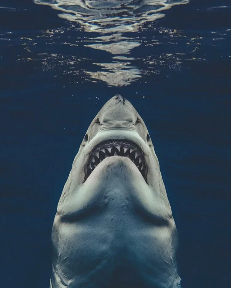 Shooting Jaws: Euan Rannachan Interview