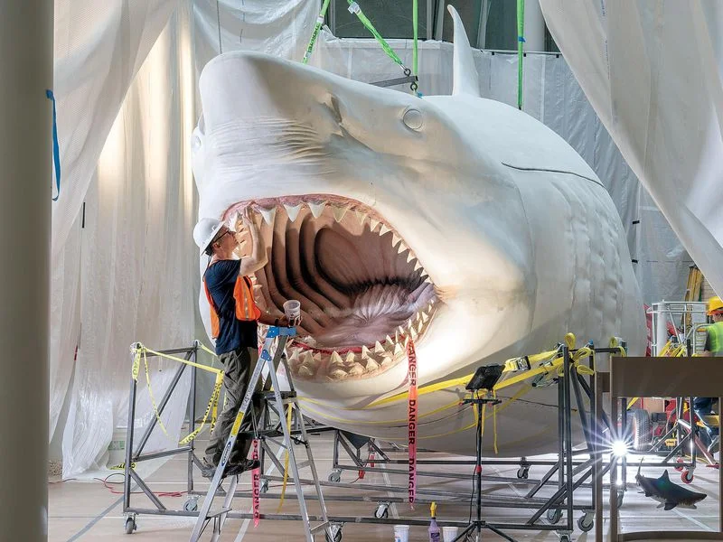 Massive Megalodon model is Meg-nificent