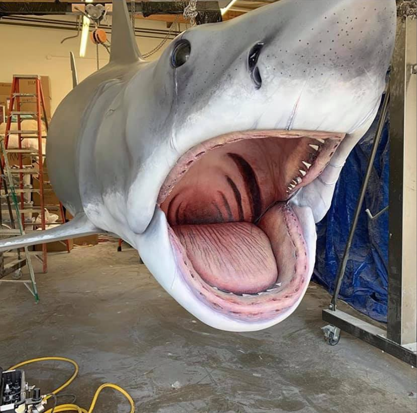 Bruce The Shark's Hollywood Makeover Almost Complete! 