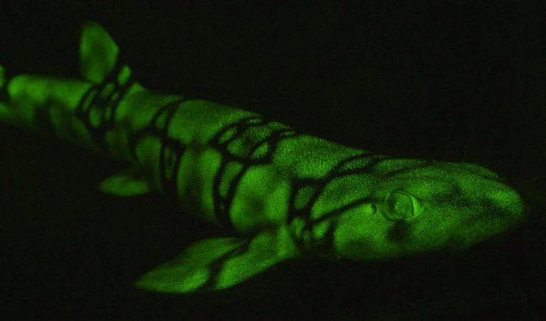 Glow Me The Way To Go Home