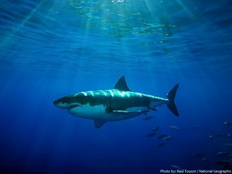 great-white-shark.jpg