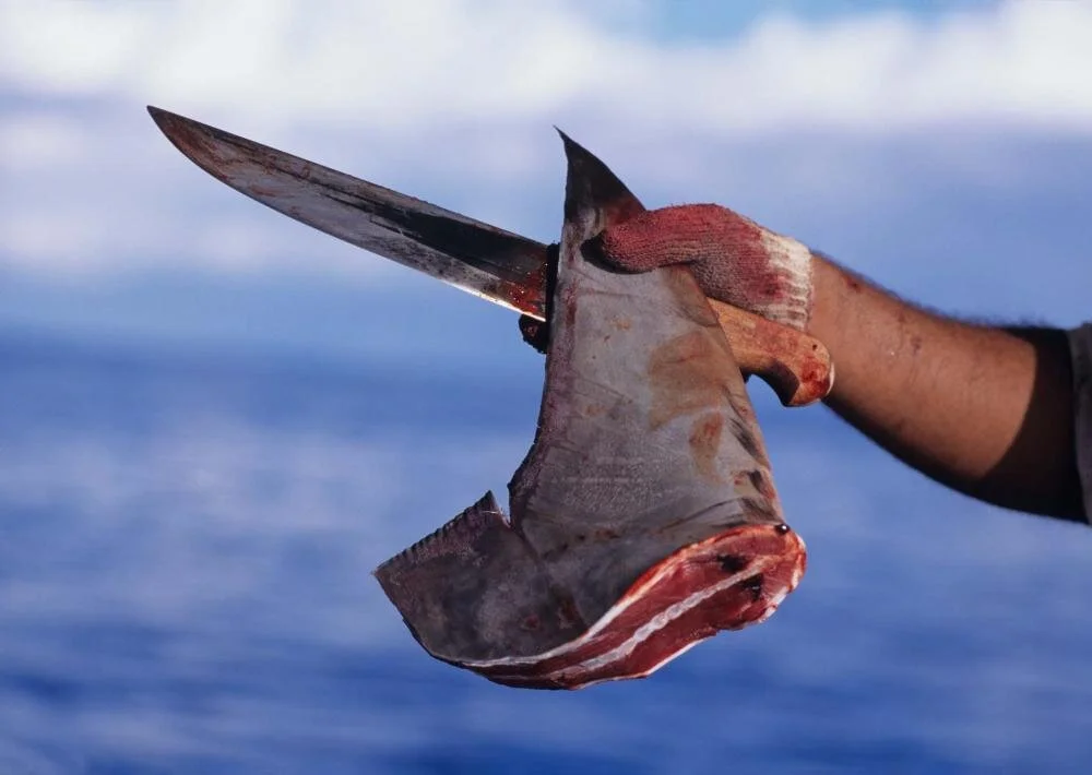 House Votes To End Shark Fin Sales In The U.S.