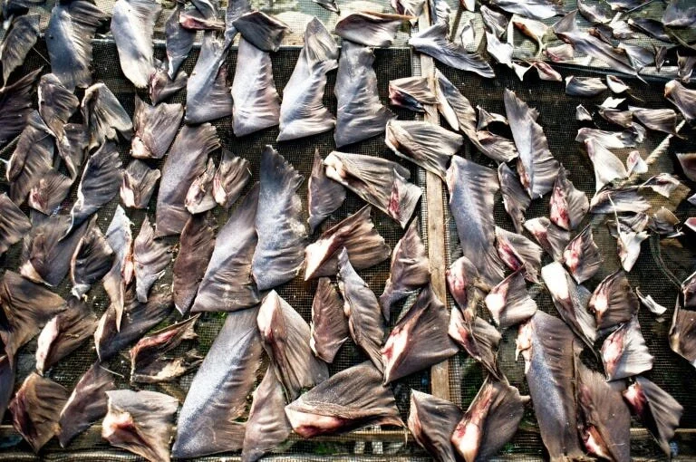 Florida Fin Haul Worth Almost $1 million