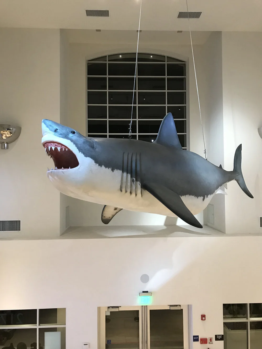 Jaws&nbsp;Exhibition To Open In Martha's Vineyard