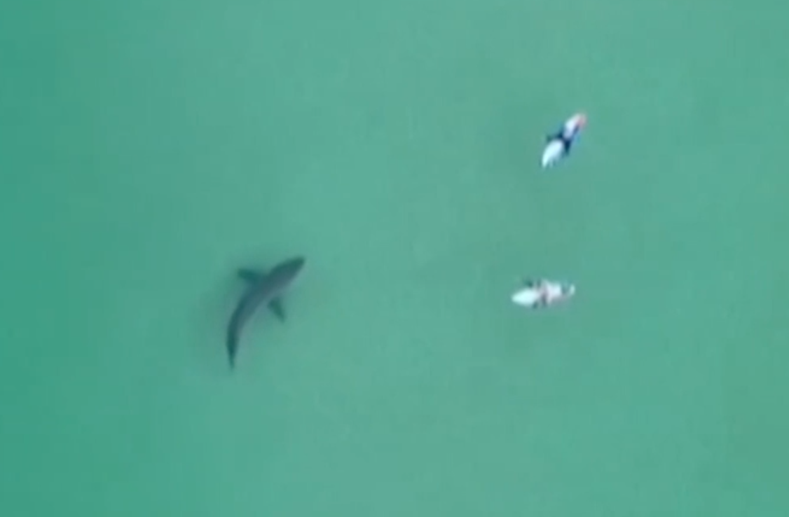 Amazing Drone Footage Shows Great White Shark Just Feet From Surfers 