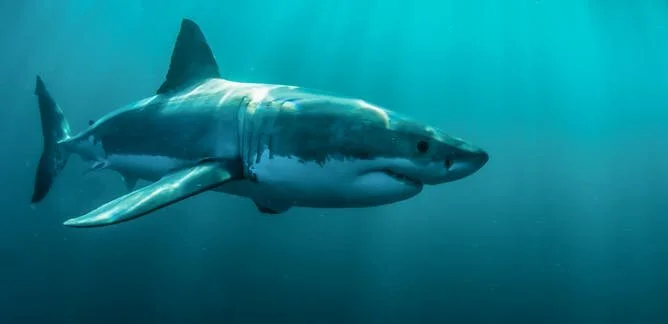 Great White Warning For 4th of July