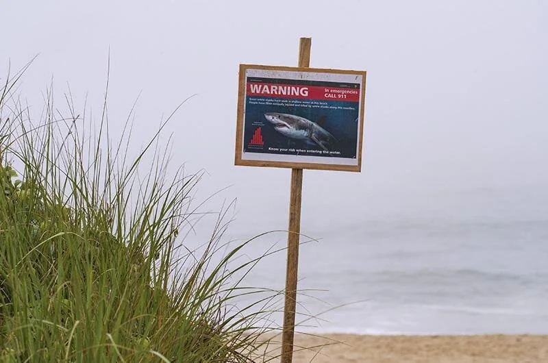 Has 'Jaws' Returned to Amity Island?