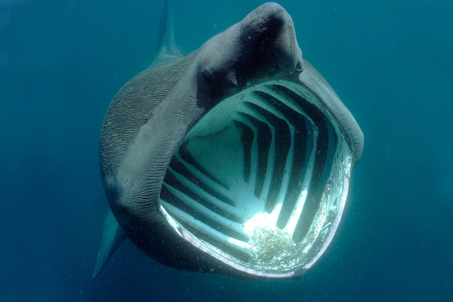 Attempts to save Basking Shark are in vein