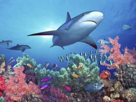 Sharks 'functionally extinct' on World's coral reefs