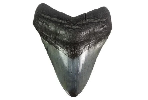 Royal Receives Megalodon Tooth From David Attenborough