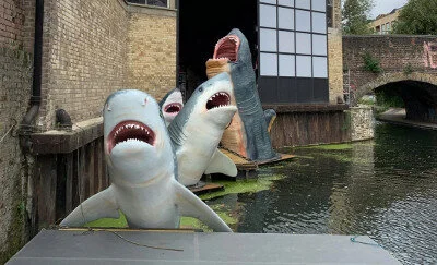 Jaws Breaks Laws: Sharks Removed From Canal In London