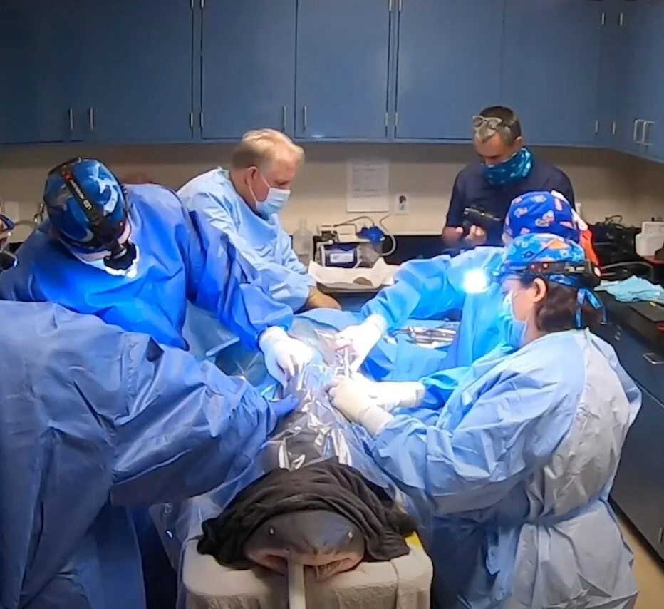 Shark Receives Successful Spinal Surgery From Ocean Springs Surgeon
