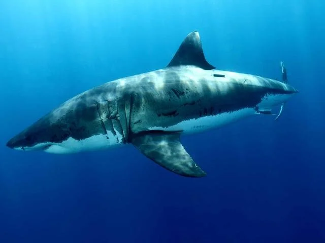 US and Canadian Researchers Join Forces To Research Great Whites
