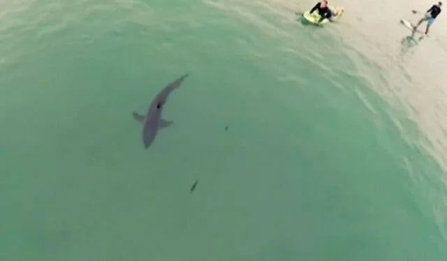 SharkEye Scores A Bullseye By Identifying Shark Species From The Air