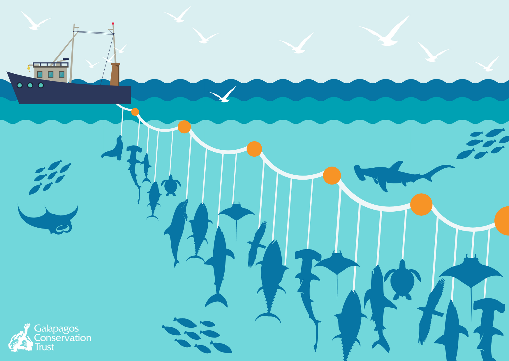 Fishing Line Change Could Be Lifeline For Oceanic Whitetip Sharks