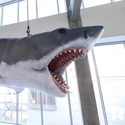 Academy Museum With Jaws Model Has Opening Pushed Back