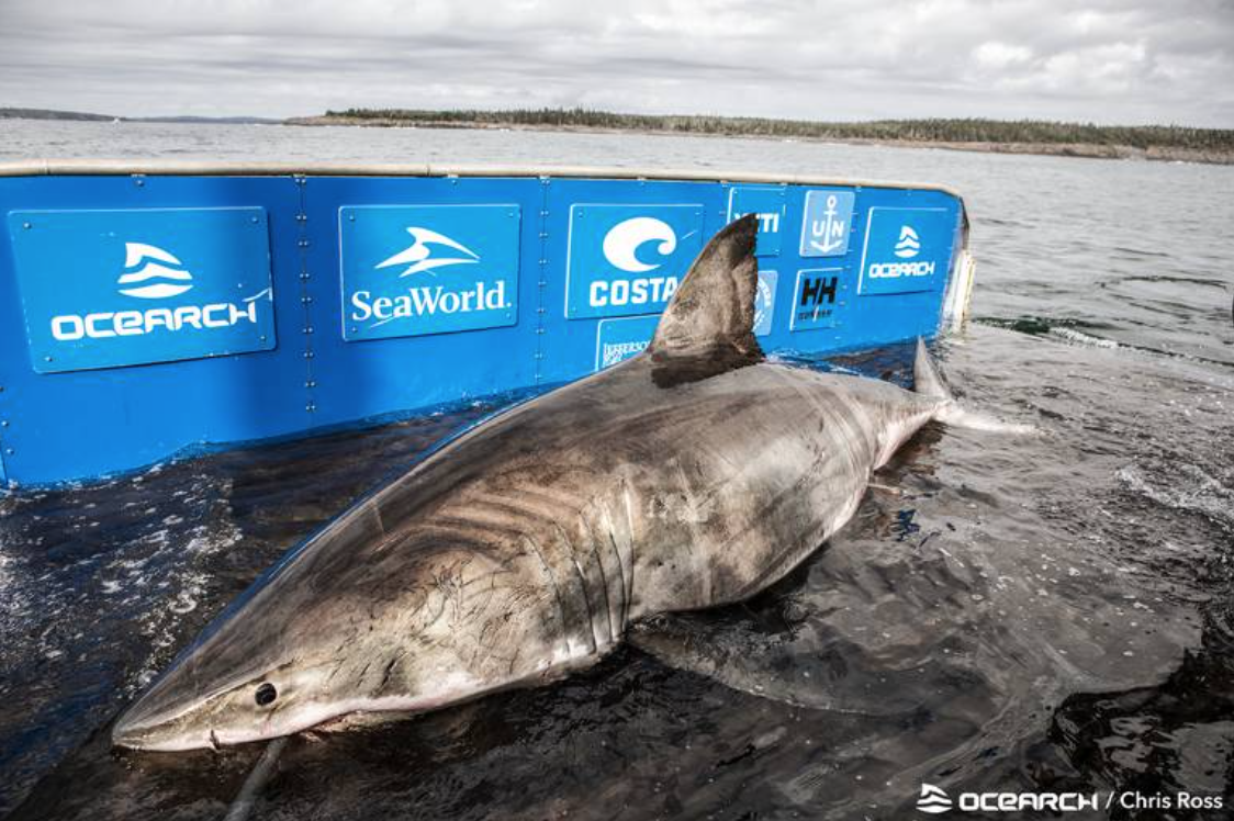 Scientists Find Plastic In Great White Shark Poop