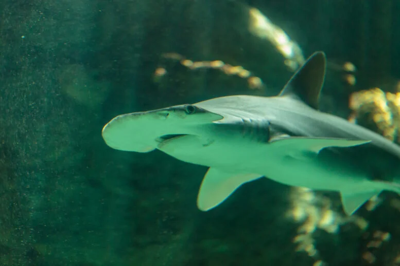 Meet The World's Only Plant Eating Shark 