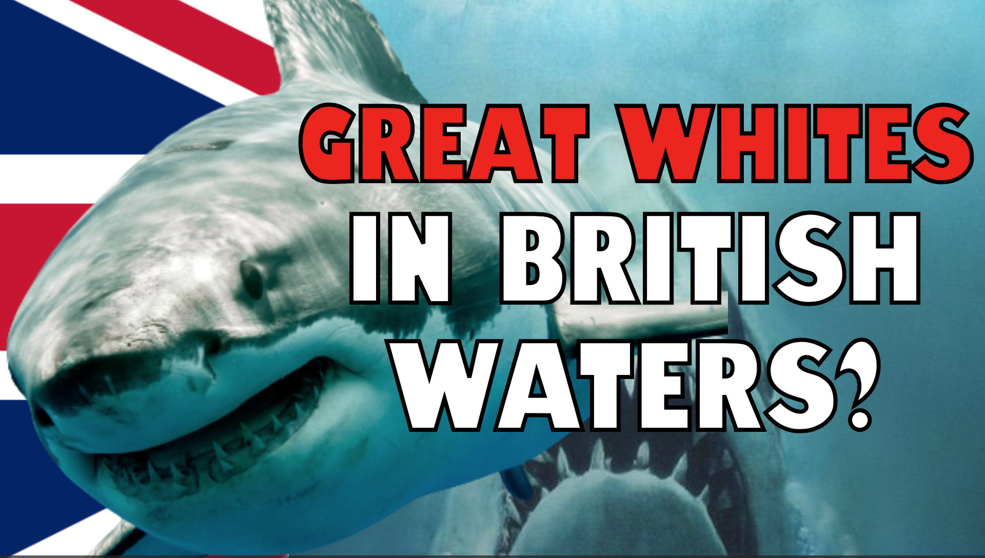Are Great White Sharks In British Waters?