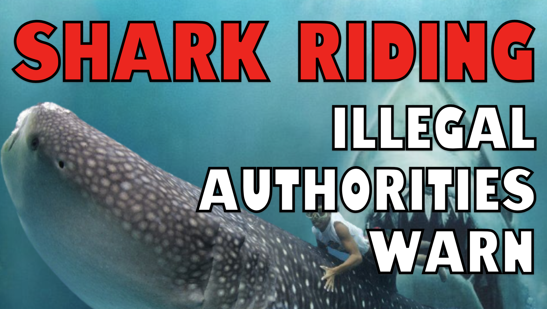 Divers Warned By Authorities 'Shark Riding' Illegal 