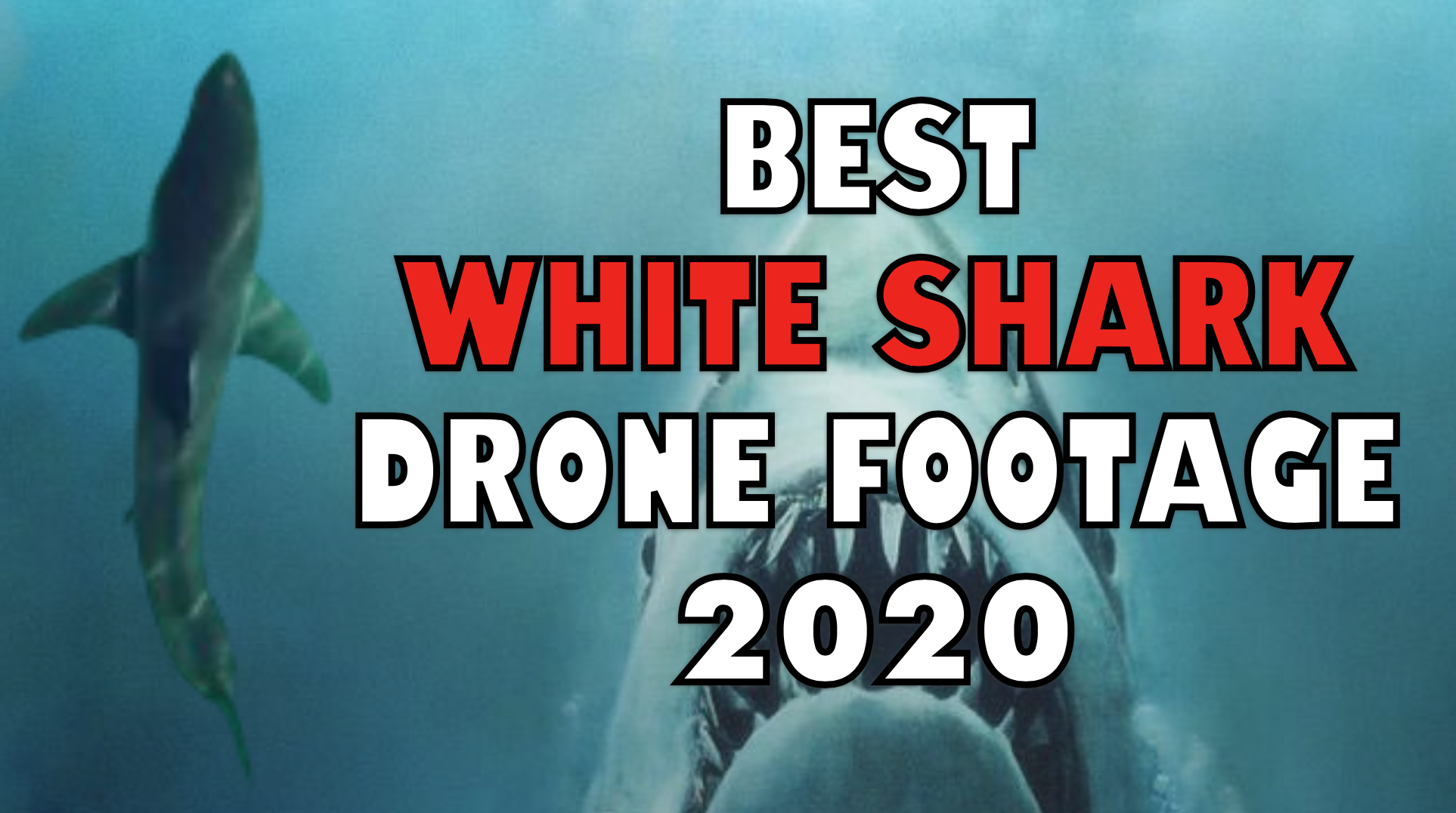 Best Great White Shark Drone Footage of 2020 