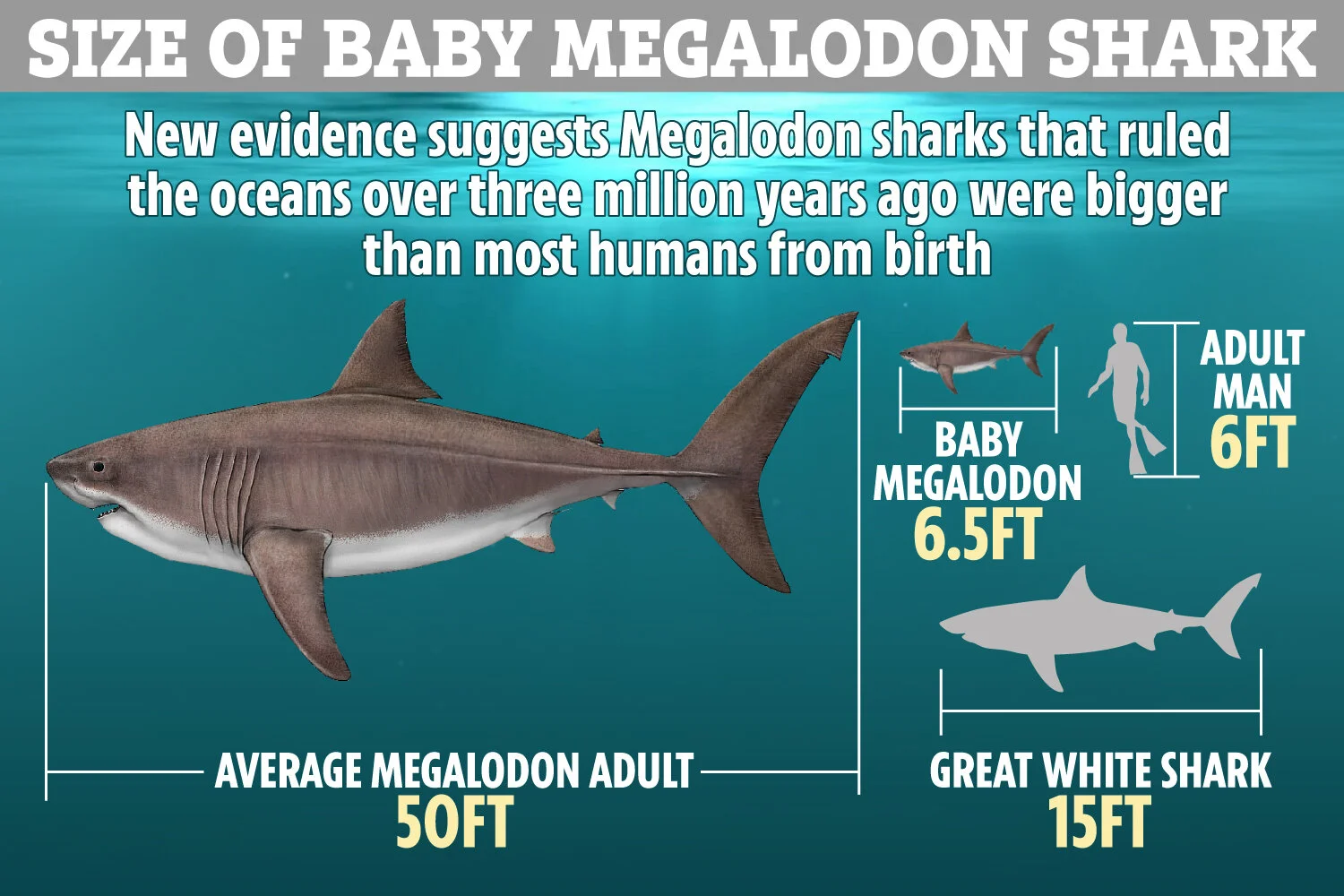 Megalodon Was A Not So Baby Shark — The Daily Jaws