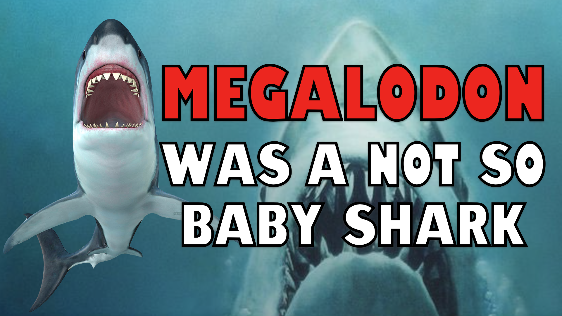 Megalodon Was A Not So Baby Shark