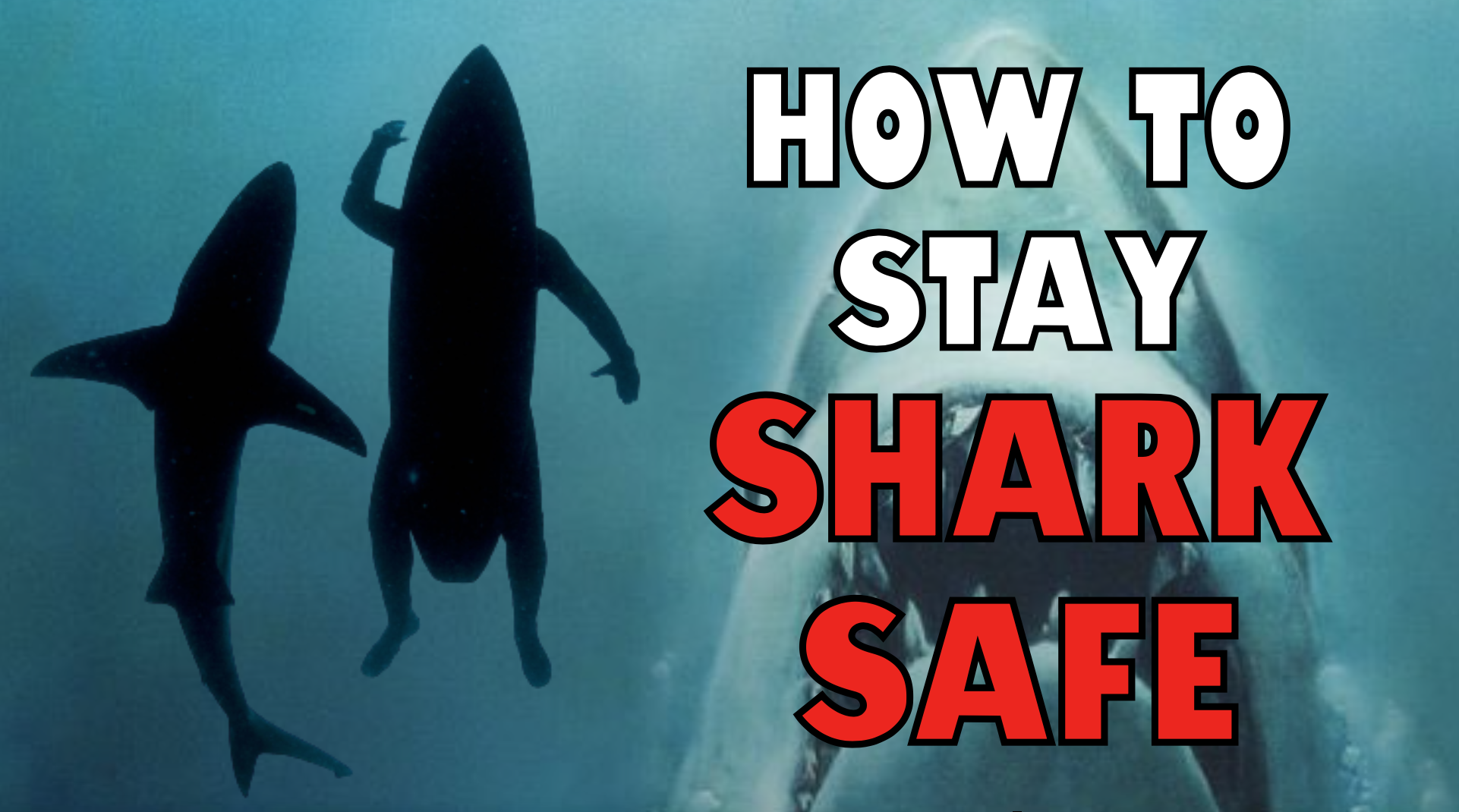 How To Stay Shark Safe 