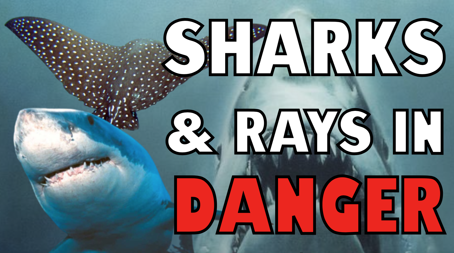 New Study Shows Overfishing Threatens Ocean Sharks And Rays With Extinction