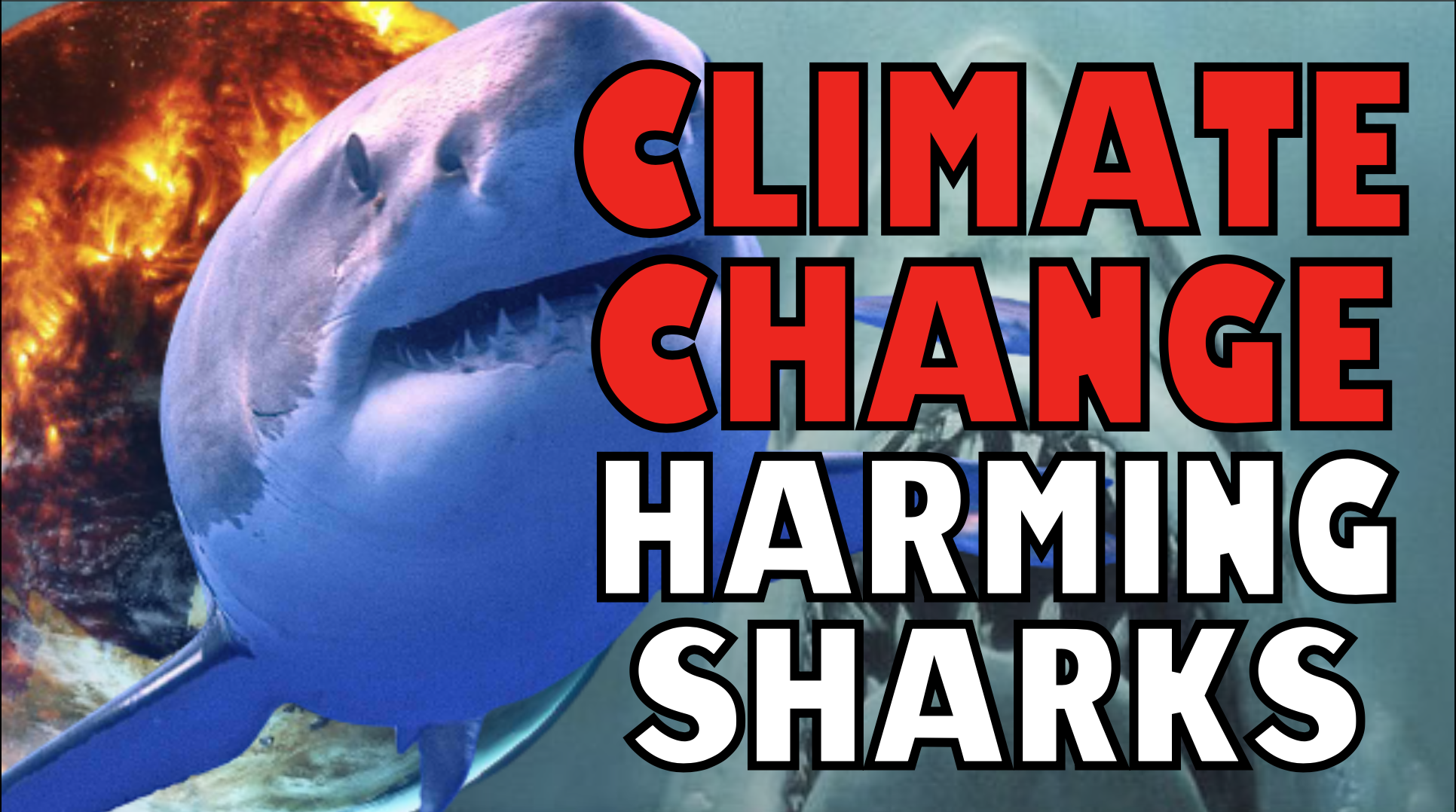 Climate Change Harming Sharks 