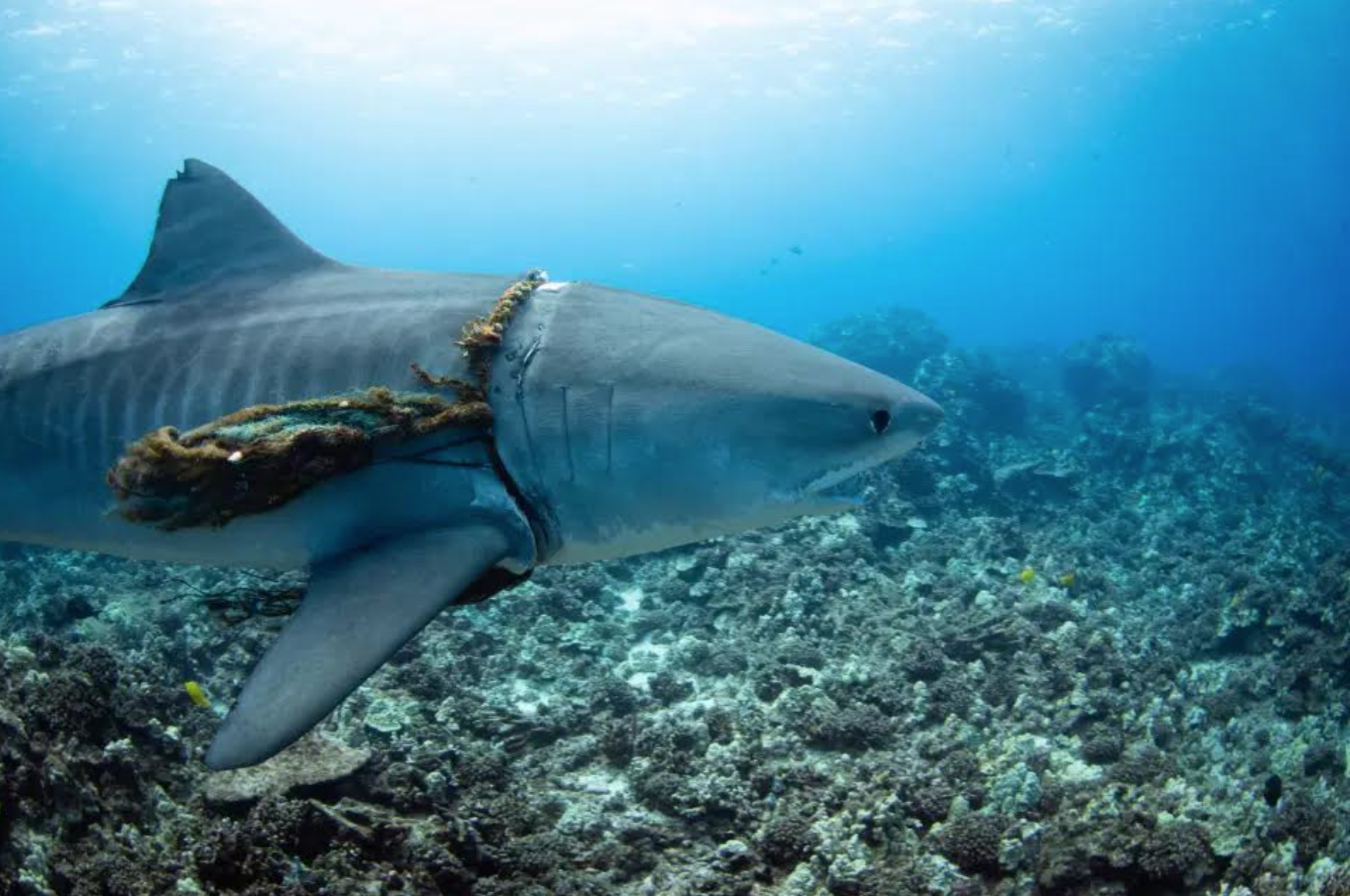 Shocking Images Of Rope Round Neck Of Tiger Shark