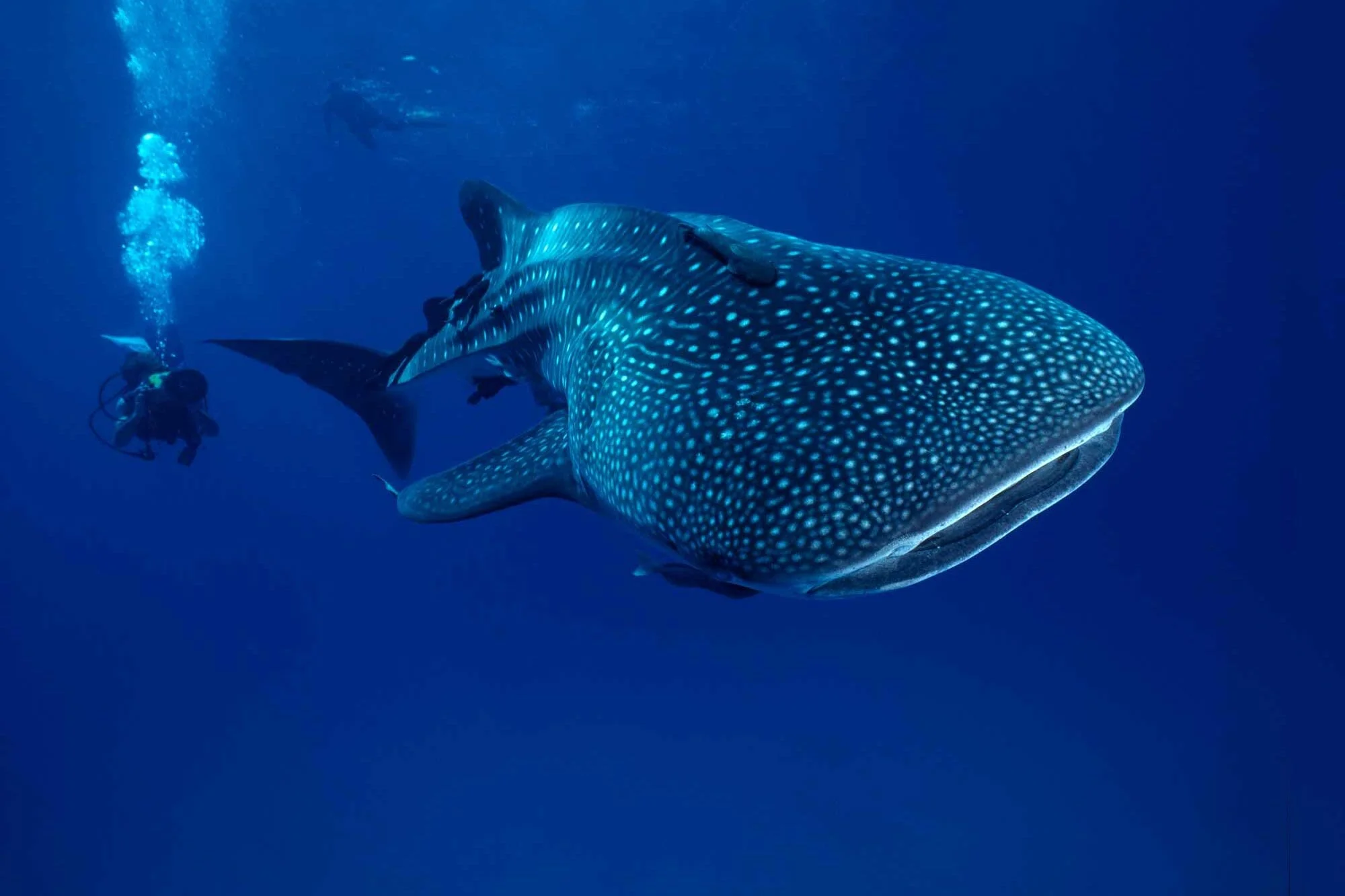 Whale Sharks Can Do Some-fin Amazing