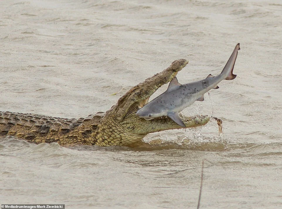 Forget Godzilla vs Kong, it's Croc Vs Shark!   