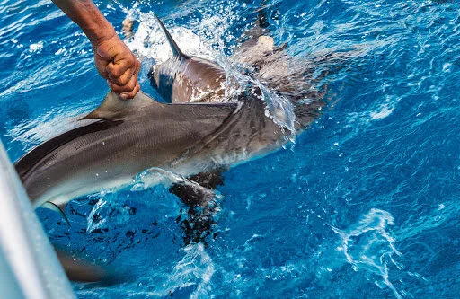 End To Shark Fishing Ban In Maldives Would Be Dangerous