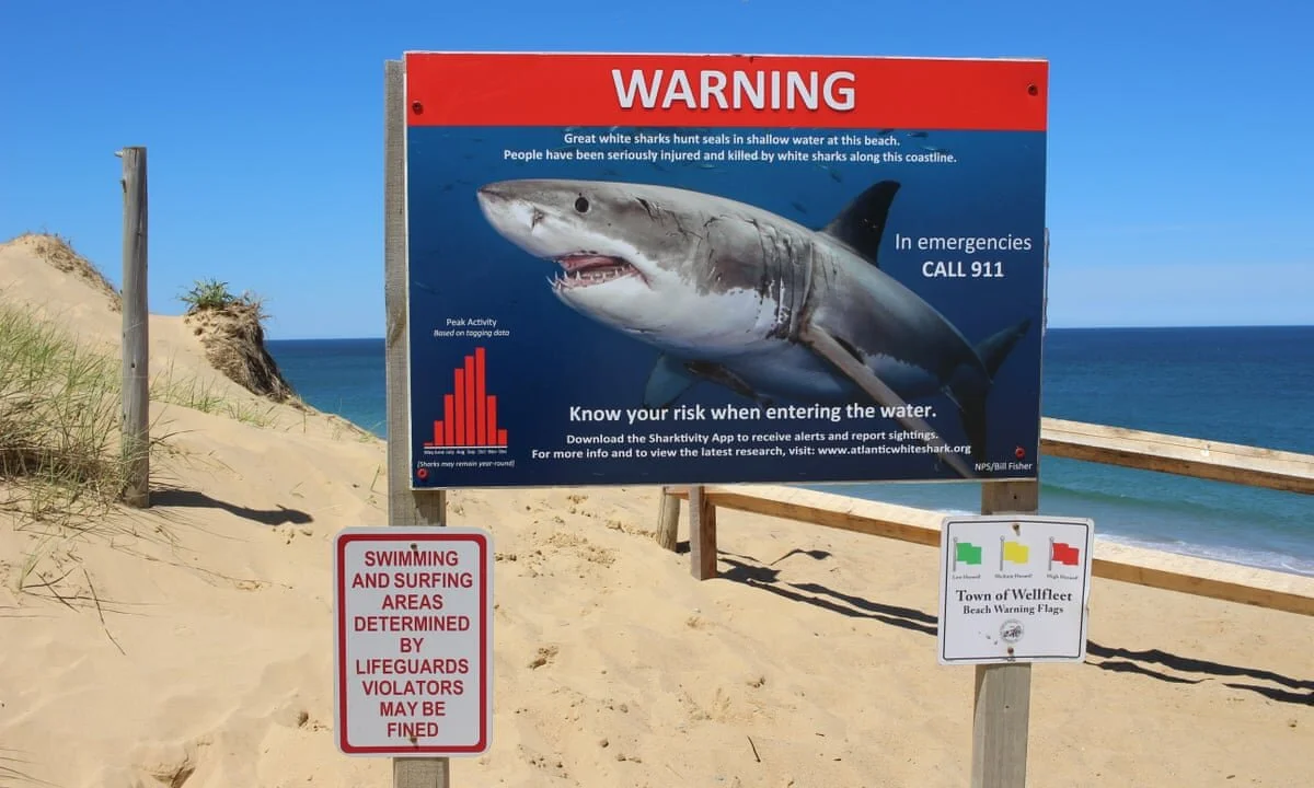 Cape Cod Great White sharks are closer than you think
