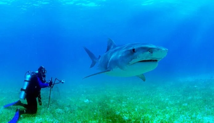 Shocking Sharks Could Help Save People... And Sharks