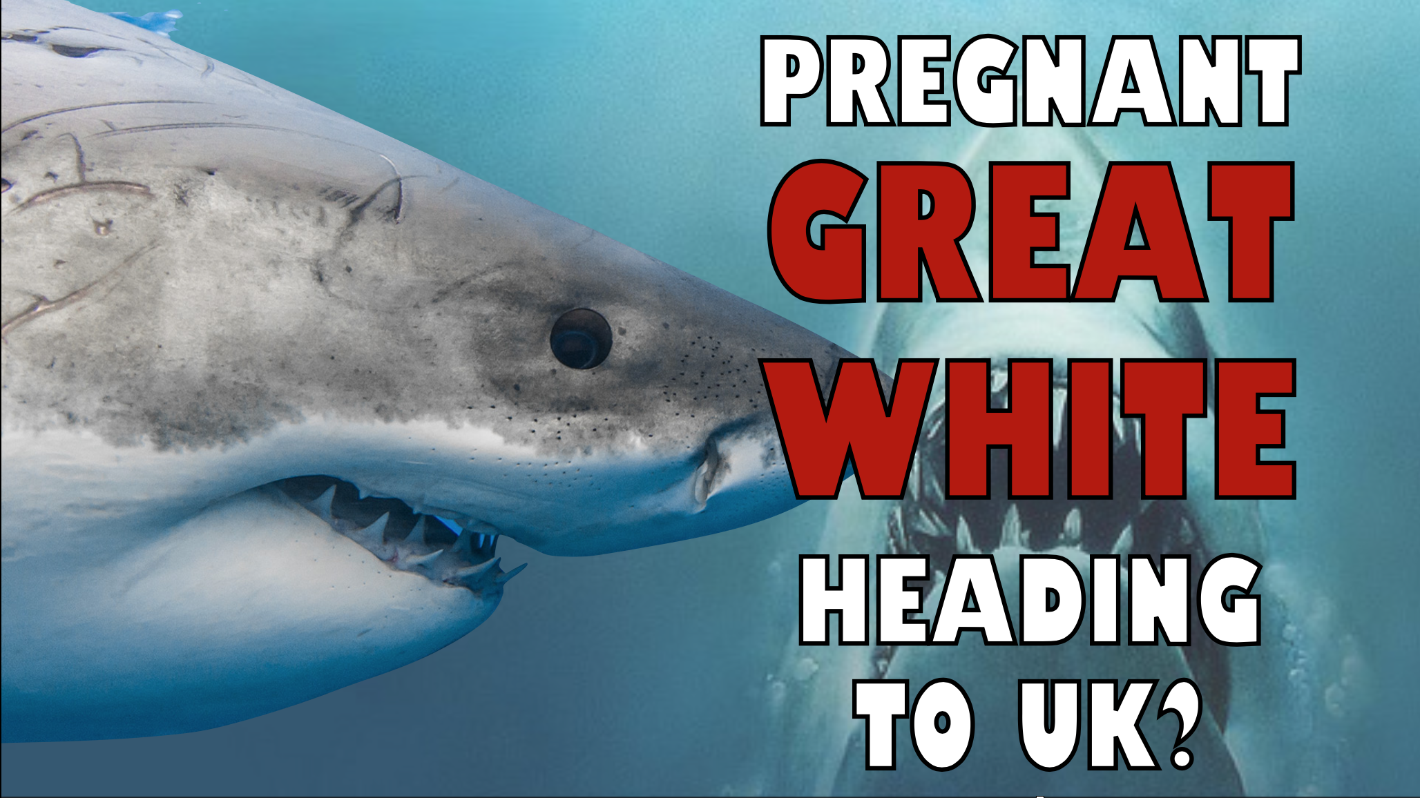 Pregnant Great White Shark Could Be Swimming To The UK