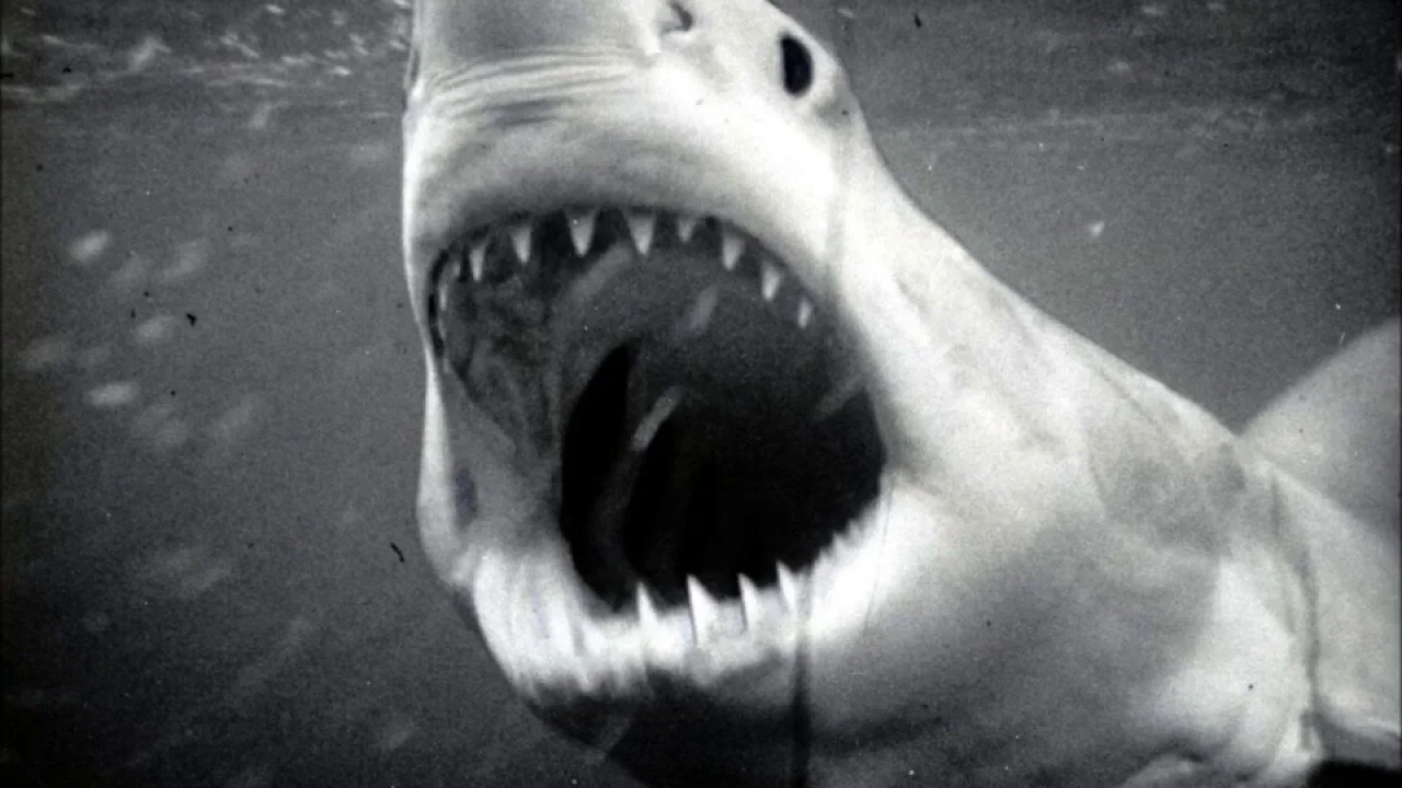 WORLD'S EARLIEST KNOWN SHARK ATTACK VICTIM IS THOUSANDS OF YEARS OLD