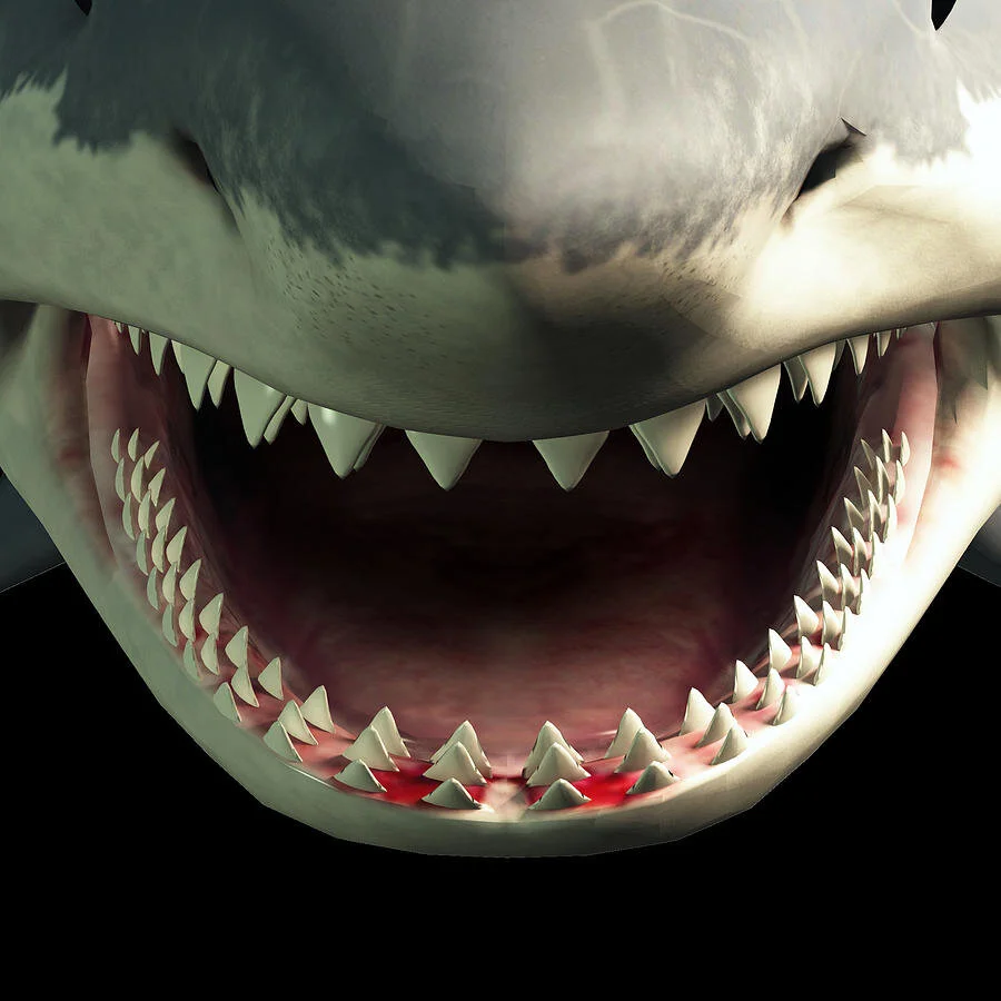 JAWS-RUSALEM: 80 MILLION YEAR OLD SHARKS TEETH FOUND