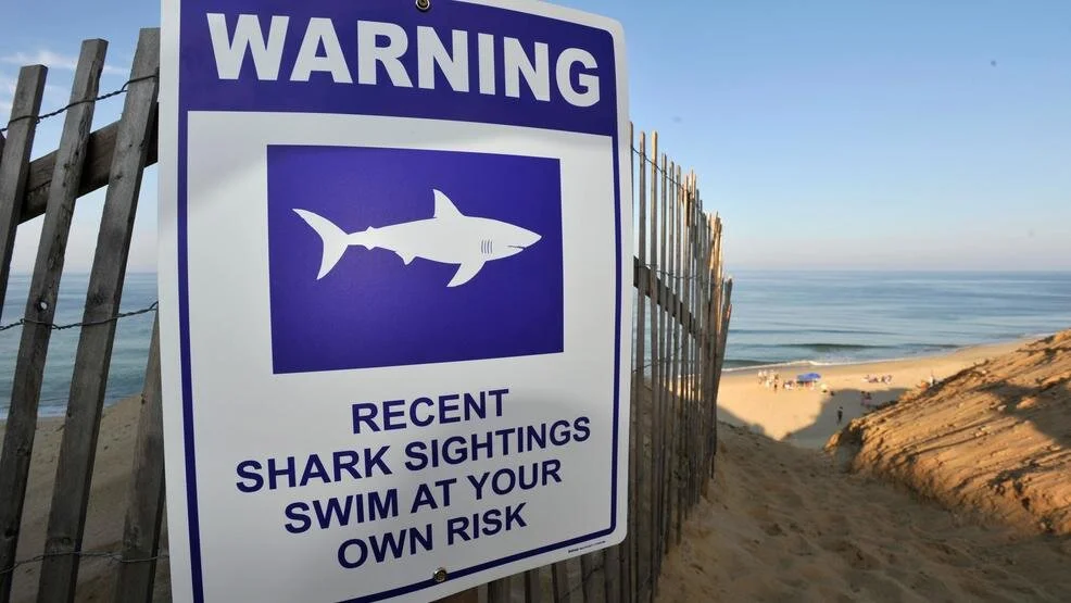 AFTER 'BOURNEMOUTH SHARK SIGHTING' WHY IS THE UK MEDIA DESPERATE FOR US TO FEAR SHARKS?