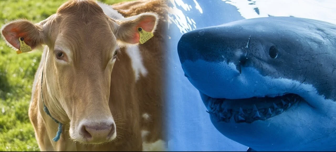 FORGET SHARKS, COW ATTACKS CLOSE BEACHES