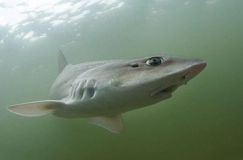 BABY SHARK IS 'VIRGIN BIRTH'