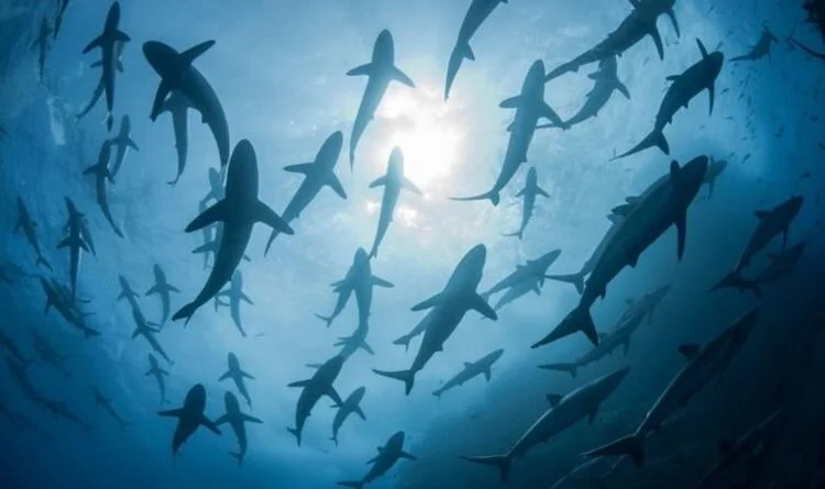 SHARKS IN DANGER OF EXTINCTION AS NUMBERS CONTINUE TO PLUMMET