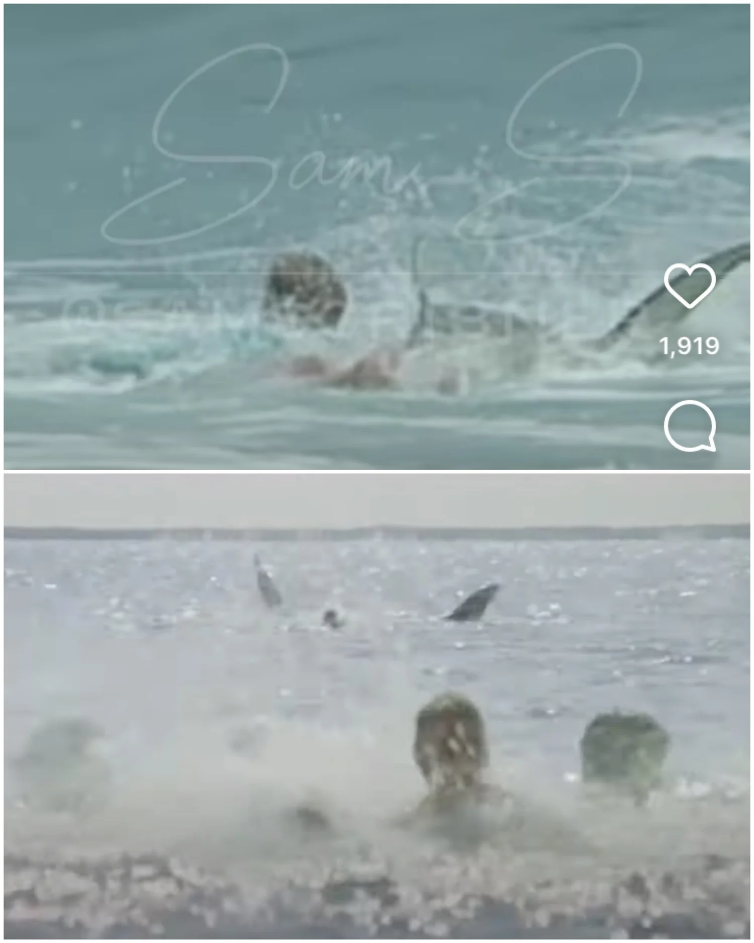SHARK ENCOUNTER CAUGHT ON CAMERA ECHOES ALEX KINTNER SCENE FROM JAWS ...