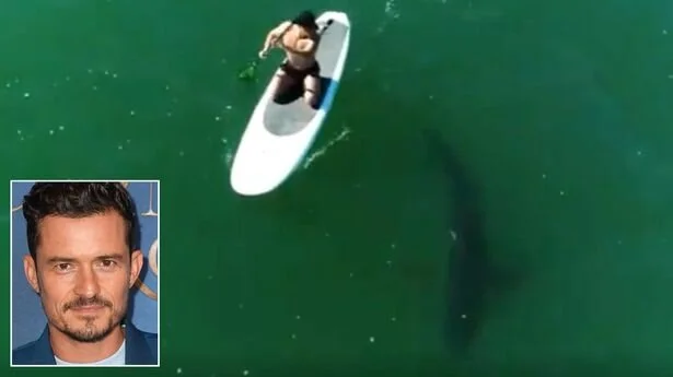 DEEP BLOOM SEA: HOLLYWOOD STAR PADDLE BOARDS NEXT TO GREAT WHITE SHARK
